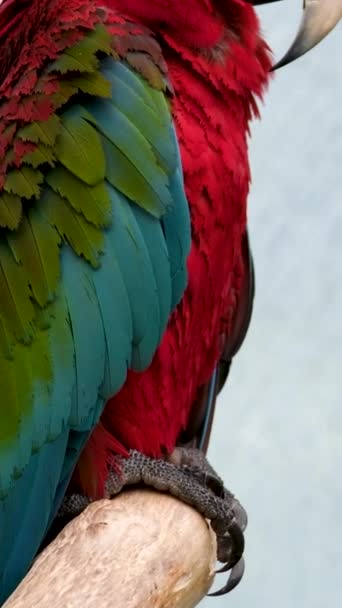 Retrato Colorido Papagaio Arara Vermelha Amazônia Contra Selva Vista Lateral — Vídeo de Stock
