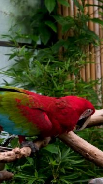 Çok renkli Ara Ararauna Papağanı 'nın yavaş çekim makrosu Iguazu Şelalesi' nde parlak güneş ışığı Mavi ve Sarı Macaw Ara ararauna Kapanışı 'na karşı. Yüksek kalite 4k görüntü