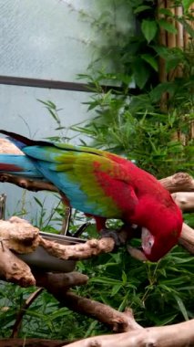 Çok renkli Ara Ararauna Papağanı 'nın yavaş çekim makrosu Iguazu Şelalesi' nde parlak güneş ışığı Mavi ve Sarı Macaw Ara ararauna Kapanışı 'na karşı. Yüksek kalite 4k görüntü