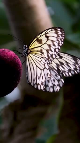 Farfalla Tailandese Giardino Giardino Estate Fiore Farfalla Fiore Farfalla Fiore — Video Stock