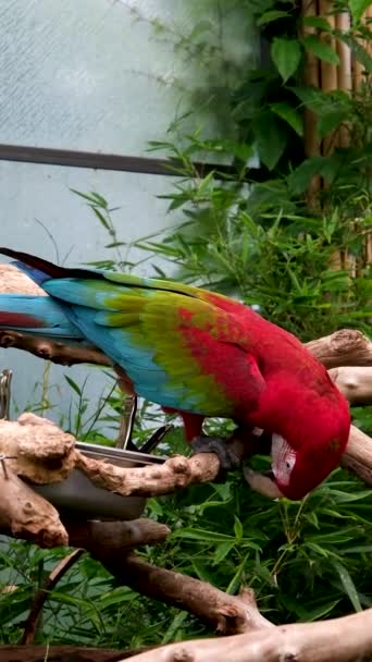 Μακροεντολή Αργής Κίνησης Του Πολύχρωμου Ara Ararauna Parrot Ενάντια Στο — Αρχείο Βίντεο