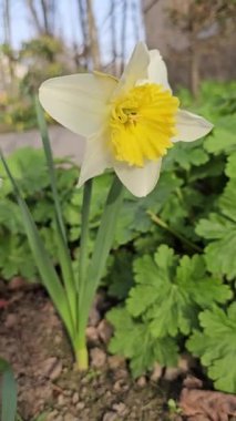 Narcissus çiçekleri baharda bir çiçek tarhında yerden büyür, dikey video. Yüksek kalite 4k görüntü