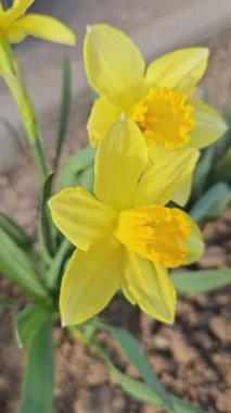 Narcissus çiçekleri baharda bir çiçek tarhında yerden büyür, dikey video. Yüksek kalite 4k görüntü