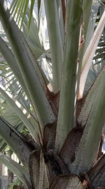Tropikal Arid Bahçesinde Uzun Dönen Yaprakları olan Büyük Ahtapot Yüzyıl Bitkisi. Yüksek kalite 4k görüntü