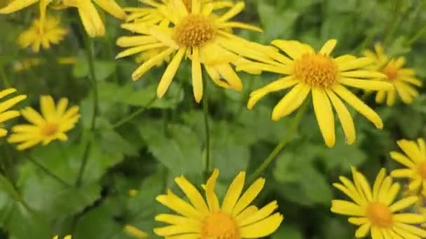 Jardín Amarillo Primavera Rudbeckia Hirta Flores Amarillas Naturaleza Mojadas Gotas — Vídeos de Stock