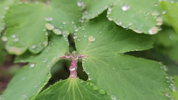 Güzel Mavi Menekşe Sümbüller Rüzgarda Dalgalanıyor Bahar Bahçesinde Yağmurda Güzel — Stok video