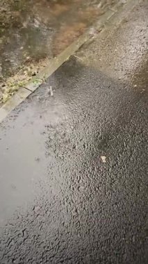 Şehirde yağmur, asfalta damlayan su, şiddetli yağmur, ağır çekim. Dikey video. Yüksek kaliteli FullHD görüntüler
