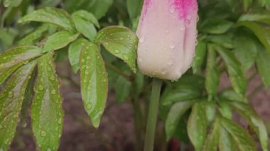 Yeşil yapraklardan oluşan bir zemin üzerinde güzel kırmızı lale yağmurda kıpırdıyor. - Evet. Yüksek kalite 8K görüntü