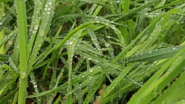 Gras Met Dauwdruppels Wazige Achtergrond Van Gras Met Water Druppels — Stockvideo
