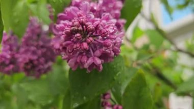 Hareket eden leylak çiçeklerine yakın plan. Yağmur altında. Mor Çiçekler 'in 8K çözünürlüklü video görüntüleri. Bulutlu bir bahar günü. Yüksek kalite 8K görüntü