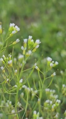 Çobanlar çayırda bitki besler. Capsella bursa-pastoris. Çayır ya da tarla. Ormanda çimenlik. Çiçek açan otlar. Rüzgarda kanat çırpmak. Beyaz çiçekler. Dikey video Yüksek kaliteli görüntüler