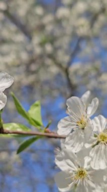 Rüzgarda, beyaz kiraz ağacı çiçeklerine yaklaş. Bahar arkaplanı, dikey video. Yüksek kaliteli FullHD görüntüler