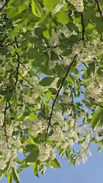 Blooming Bird Cherry White Bird Cherry Blossoms Vertical Video Camera — Αρχείο Βίντεο