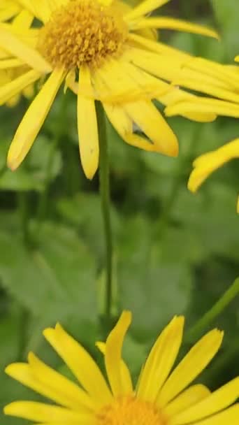 Κίτρινος Κήπος Της Πηγής Rudbeckia Hirta Κίτρινα Λουλούδια Στη Φύση — Αρχείο Βίντεο