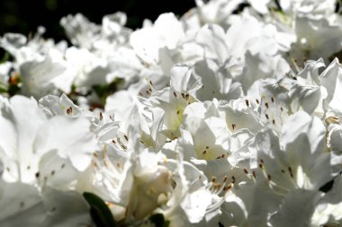 Makro, ilkbaharda açan parlak beyaz rhododendron çiçeklerine yaklaş. Yüksek kalite fotoğraf