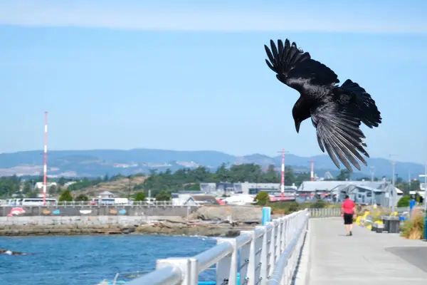 Kanada Vancouver 'da güneşli bir günde kanatlı karga kuşu. Yüksek kalite fotoğraf