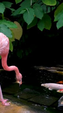 Flamingo gölden beslenen balıkları yer, balıklar beslenmek için yüzer, renkli büyük deniz sakinleri. Karayip kıyısında yaşıyor. Flamingo ailesinin en büyük temsilcisi. Victoria Kelebek Bahçeleri