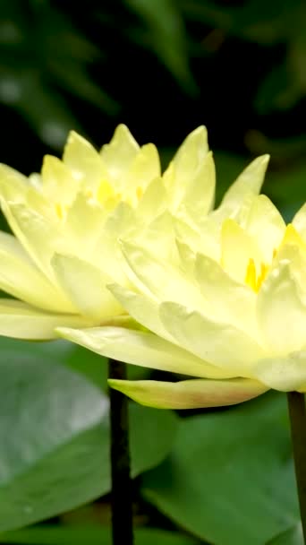 화창한 연못에 흰색과 노란색 고품질 — 비디오