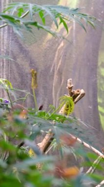 Koyu kahverengi kelebekler tropikal ormanda uçar. dikey video, yüksek kalite 4k görüntü