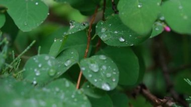 Ormandaki yeşil yaprakların üzerine yağmur damlaları. Doğal, çevre dostu doğal altyapı. Yeşil yaprakların dokusu ve yağmur damlaları. Yüksek kalite 4k görüntü