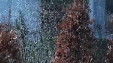 Otomatik bir çim püskürtücü, bahçenizi ya da parkınızı sular. Akıllı bahçıvanlık ve tarım tesisleri. Jet püskürtme sistemi. Yüksek kalite 4k görüntü