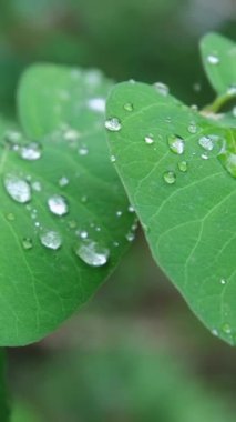 Yağmur damlaları sürgülü çekim, dikey video. Yüksek kaliteli FullHD görüntüler