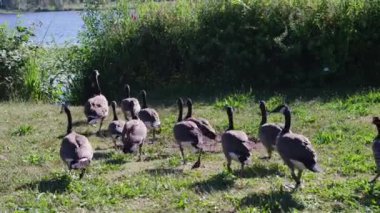 Bir Kanada kaz sürüsü güneşli bir yaz gününde göl veya göl kenarında çimlerde otlar. Yüksek kalite 4k görüntü