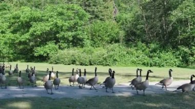 Bir grup kaz göletin yakınındaki bir şehir parkında toplanıyor. Yüksek kalite 4k görüntü