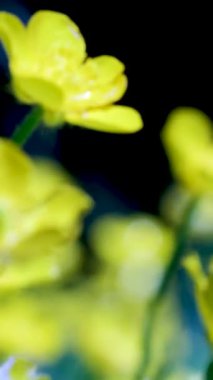 4K 2160p 30fps UltraHD video - Small Ranunculus Repens tomurcukları sığ DOF 4K 3840X2160 UHD video. Yüksek kalite 4k görüntü