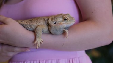 Pogona Vittiseps veya Sakallı Ejder. Avustralyalı Agama. Güzel kertenkele, gururla başını kaldırdı, gözlerini açtı ve kapattı, dinleniyor. Teraryumdaki egzotik sürüngen. Bir kızın içinde sakallı bir kertenkele var.