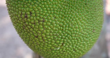 Güneş ışığının nazik okşamaları altında bereketli yeşilliğin ortasında toplanmak için olgunlaşmış görkemli Jackfruit 'e bakın. Yüksek kaliteli FullHD görüntüler