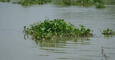 Yeşil su sümbülü ya da eichornia bitkisi yüzen su bitkisinin bir türüdür. Su sümbülü sığ havuzlarda, ıslak topraklarda ve bataklıklarda, yavaş akan sularda, göllerde ve nehirlerde yetişir. Yüksek kalite 4k görüntü