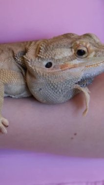 Pogona Vittiseps veya Sakallı Ejder. Avustralyalı Agama. Güzel kertenkele, gururla başını kaldırdı, gözlerini açtı ve kapattı, dinleniyor. Teraryumdaki egzotik sürüngen. Bir kızın içinde sakallı bir kertenkele var.