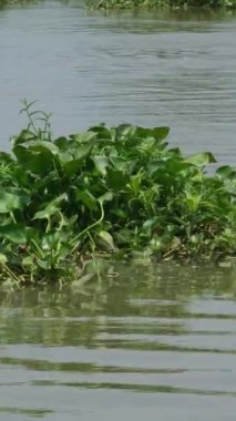 Yeşil su sümbülü ya da eichornia bitkisi yüzen su bitkisinin bir türüdür. Su sümbülü sığ havuzlarda, ıslak topraklarda ve bataklıklarda, yavaş akan sularda, göllerde ve nehirlerde yetişir. Yüksek kalite 4k görüntü