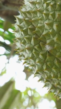 Güneş Işığında Güzel Durian Çekimi, Durian Tayland ve Çin 'de çok popüler, çok lezzetli. Tayland' dan Dünya 'ya İhraç Meyvesi. Yüksek kalite 