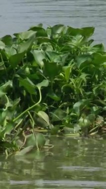 Yeşil su sümbülü ya da eichornia bitkisi yüzen su bitkisinin bir türüdür. Su sümbülü sığ havuzlarda, ıslak topraklarda ve bataklıklarda, yavaş akan sularda, göllerde ve nehirlerde yetişir. Yüksek kalite 4k görüntü