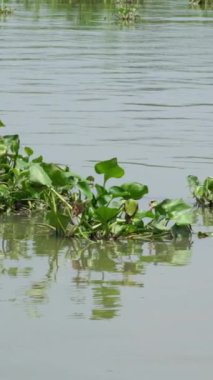 Yeşil su sümbülü ya da eichornia bitkisi yüzen su bitkisinin bir türüdür. Su sümbülü sığ havuzlarda, ıslak topraklarda ve bataklıklarda, yavaş akan sularda, göllerde ve nehirlerde yetişir. Yüksek kalite 4k görüntü