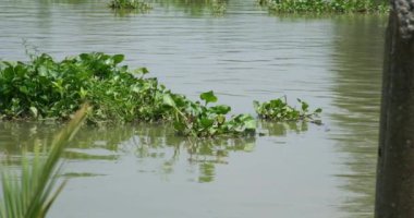 Yeşil su sümbülü ya da eichornia bitkisi yüzen su bitkisinin bir türüdür. Su sümbülü sığ havuzlarda, ıslak topraklarda ve bataklıklarda, yavaş akan sularda, göllerde ve nehirlerde yetişir. Yüksek kalite 4k görüntü