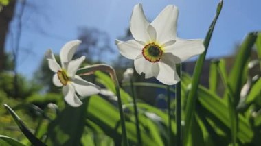 Narcissus çiçekleri güzel güneş ışığıyla aydınlatılır, yakın plan, bulanık arkaplan ile çekilir. Bahar, hafif rüzgar. Yüksek kalite 8K görüntü