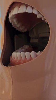 Diş mankeni, yakın plan, doktorlar ve diş hekimleri için, pencere eşiğinde duran. Dikey video, yüksek kalite 4k görüntü