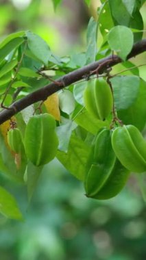 Vietnam 'da hasat, çeşitli meyveler, vitamin açısından zengin taze sağlıklı. Dikey video, yüksek kaliteli FullHD görüntüler