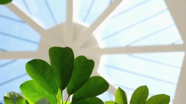 Yakın plan, bir ofiste yeşil bir bitki, alışveriş merkezi, beyaz cam bir tavanın arka planına karşı ev, yavaş çekim. Yüksek kalite 4k görüntü