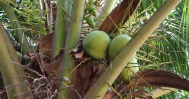 Hindistan cevizi palmiyesi, alçak açı. Dinlenme ve dinlenme için tatil beldesi adasındaki tropik bitkiler, güneyde, güney ülkelerinde ve kıtalarda egzotik bitki örtüsü. Hindistan cevizi palmiyesi, alt görünüm, yakın plan.. 