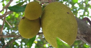 Ağacın üzerinde çiğ Jack meyvesi asılı. Jack ağacı, Artocarpus heterophyllus, nangka, incir ağacında yetişen bir ağaçtır. Yüksek kaliteli FullHD görüntüler