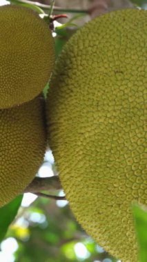 Ağacın üzerinde çiğ Jack meyvesi asılı. Jack ağacı, Artocarpus heterophyllus, nangka, incir ağacında yetişen bir ağaçtır. Dikey video, yüksek kaliteli FullHD görüntüler