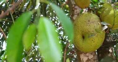 Ağacın üzerinde çiğ Jack meyvesi asılı. Jack ağacı, Artocarpus heterophyllus, nangka, incir ağacında yetişen bir ağaçtır. Yüksek kaliteli FullHD görüntüler