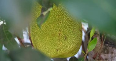Ağaçta asılı duran Jack meyvesi. Jack meyvesi (ayrıca Jack ağacı, Artocarpus heterophyllus, nangka olarak da bilinir), İncir, dut ve ekmek meyvesi familyasından bir ağaçtır. Yüksek kalite FullHD
