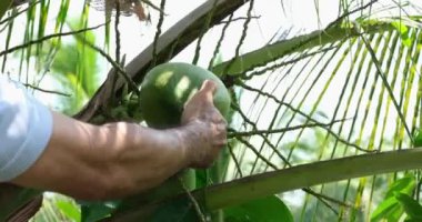 Güneydoğu Asyalı bir çiftçi ağaçtan olgun bir hindistan cevizi topluyor ve elleriyle hindistan cevizi topluyor. Yüksek kaliteli FullHD görüntüler