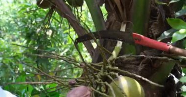 Güneydoğu Asyalı bir çiftçi ağaçtan olgun bir hindistan cevizi topluyor ve elleriyle hindistan cevizi topluyor. Yüksek kaliteli FullHD görüntüler