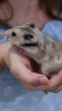 Küçük, güzel bir hamster, dikey videolar çeken bir kızın kollarında oturuyor. Yüksek kaliteli FullHD görüntüler